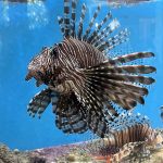 Curaçao: het tweede thuis van operatieassistent Ellen