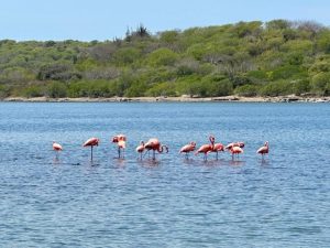 Werken als anesthesiemedewerker op Curaçao 