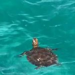 Via Healthz werken in de zorg op de caribbean